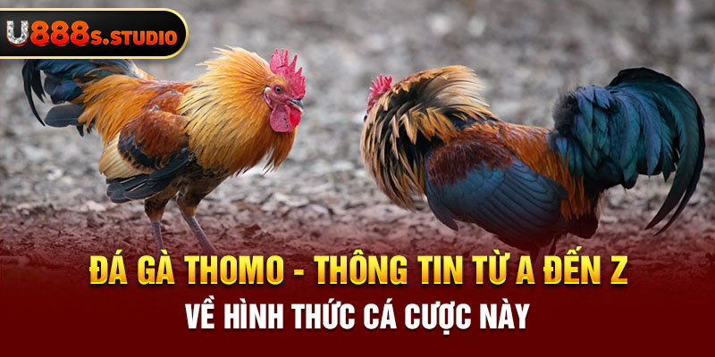 Đá Gà Thomo - Thông Tin Từ A Đến Z Về Hình Thức Cá Cược Này