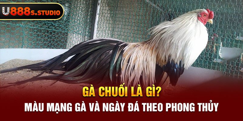 Gà Chuối Là Gì? Màu Mạng Gà Và Ngày Đá Theo Phong Thủy