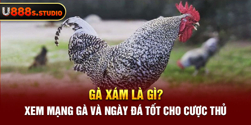 Gà Xám Là Gì? Xem Mạng Gà Và Ngày Đá Tốt Cho Cược Thủ