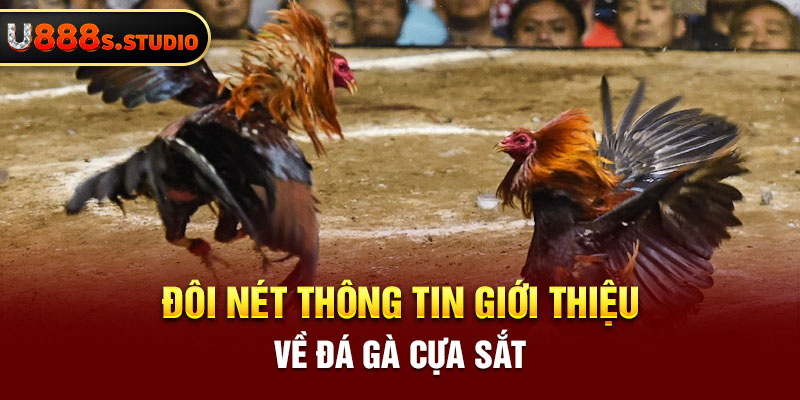 Đôi nét thông tin giới thiệu về đá gà cựa sắt