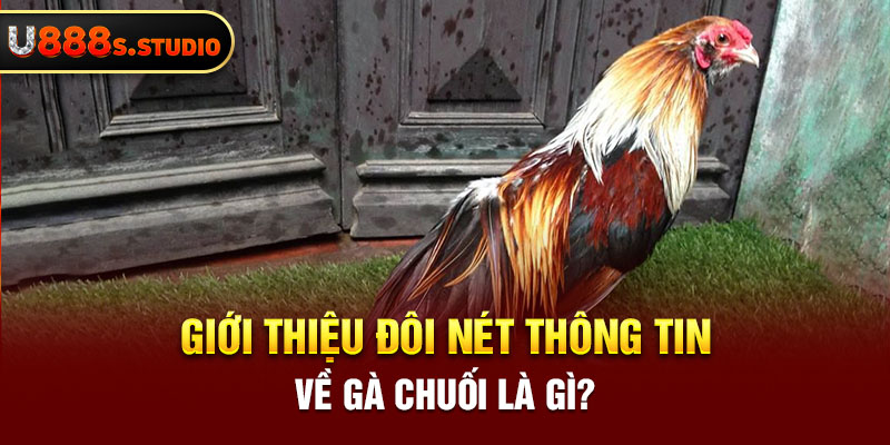 Giới thiệu đôi nét thông tin về gà chuối là gì?