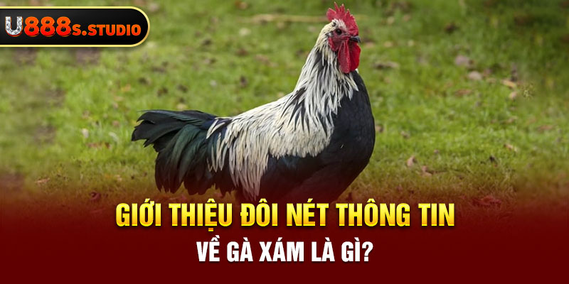 Giới thiệu đôi nét thông tin về gà xám là gì?