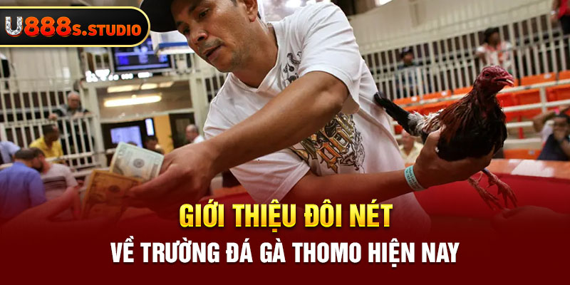 Giới thiệu đôi nét về trường đá gà Thomo hiện nay