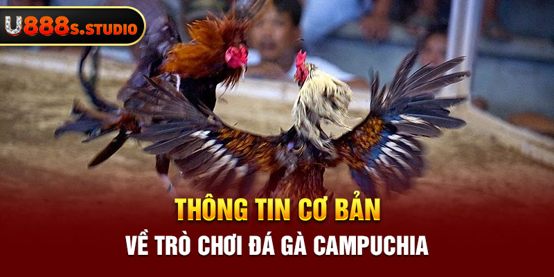 Thông tin cơ bản về trò chơi đá gà campuchia