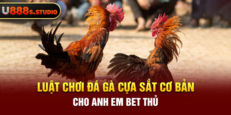 Luật chơi đá gà cựa sắt cơ bản cho anh em bet thủ