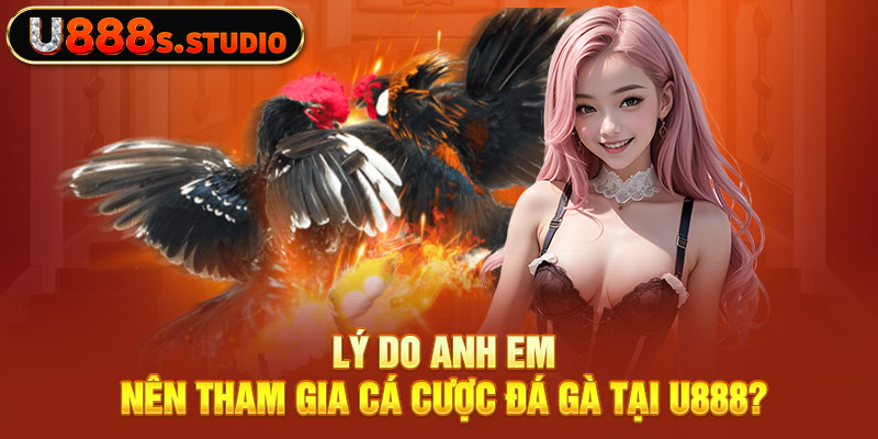 Lý do anh em nên tham gia cá cược đá gà tại U888?