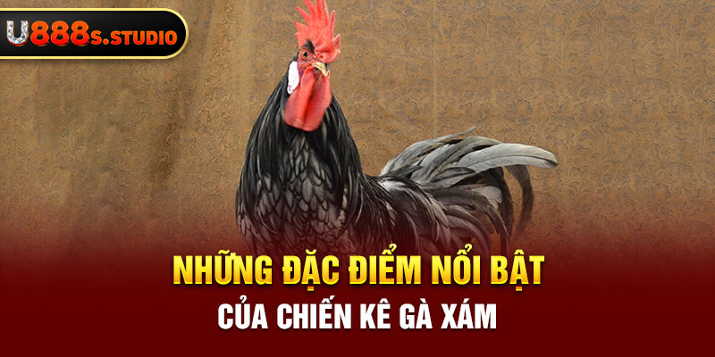 Những đặc điểm nổi bật của chiến kê gà xám 