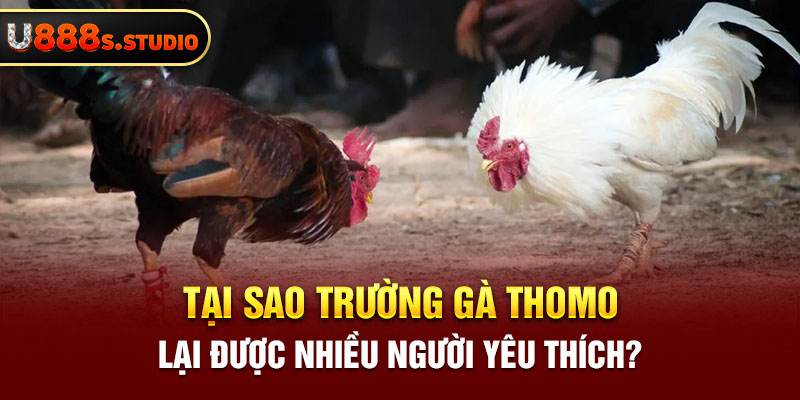 Tại sao trường gà Thomo lại được nhiều người yêu thích?