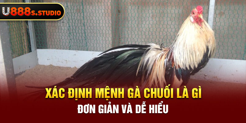 Xác định mệnh gà chuối là gì đơn giản và dễ hiểu