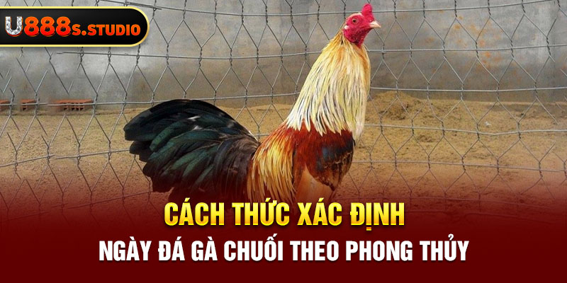 Cách thức xác định ngày đá gà chuối theo phong thủy