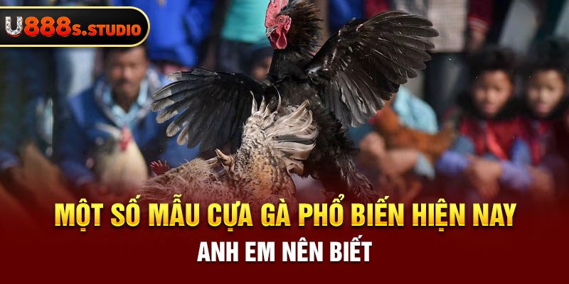 Một số mẫu cựa gà phổ biến hiện nay anh em nên biết