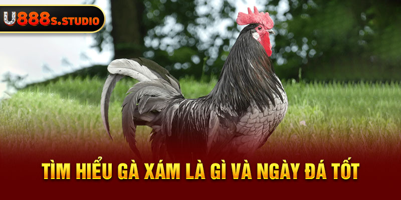 Tìm hiểu gà xám là gì và ngày đá tốt