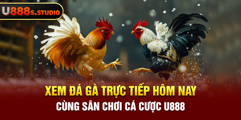 Xem Đá Gà Trực Tiếp Hôm Nay Cùng Sân Chơi Cá Cược U888