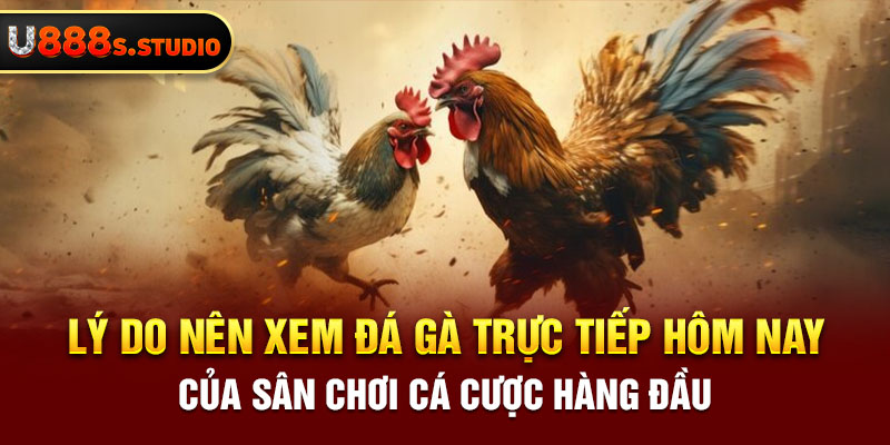 Lý do nên xem đá gà trực tiếp hôm nay của sân chơi cá cược hàng đầu