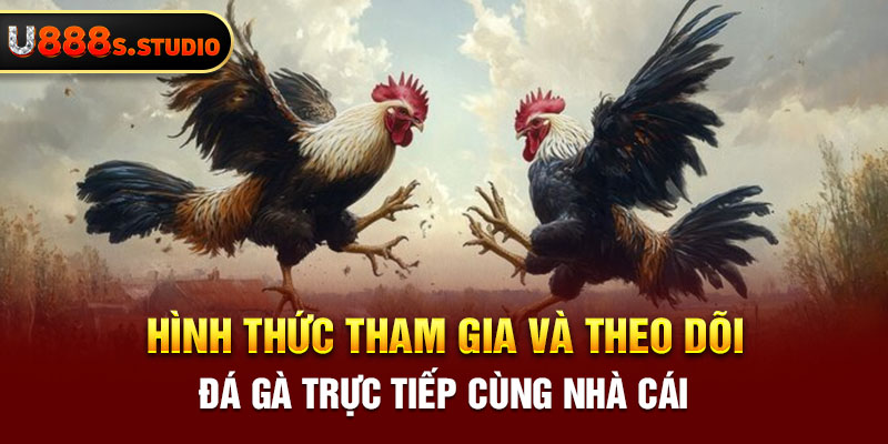 Hình thức tham gia và theo dõi đá gà trực tiếp cùng nhà cái